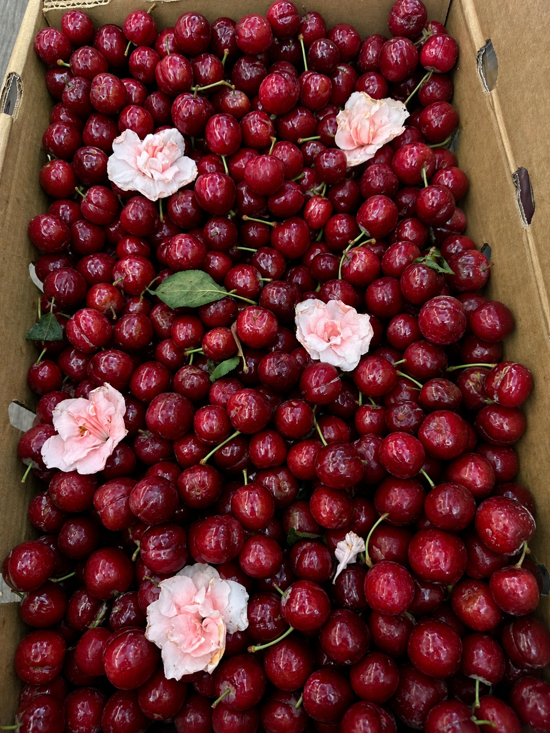 Fresh Sweet Red Cherries (12.99/lb)