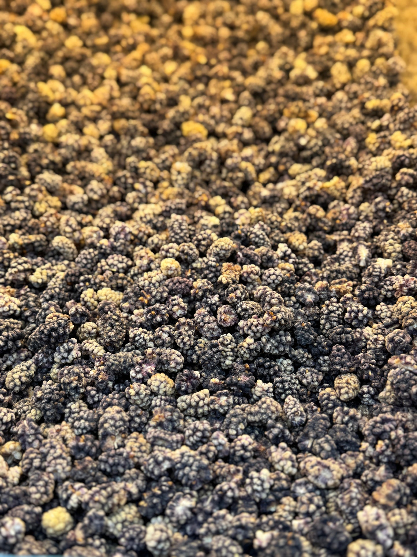 Dried Black Mulberries (15.99/lb)