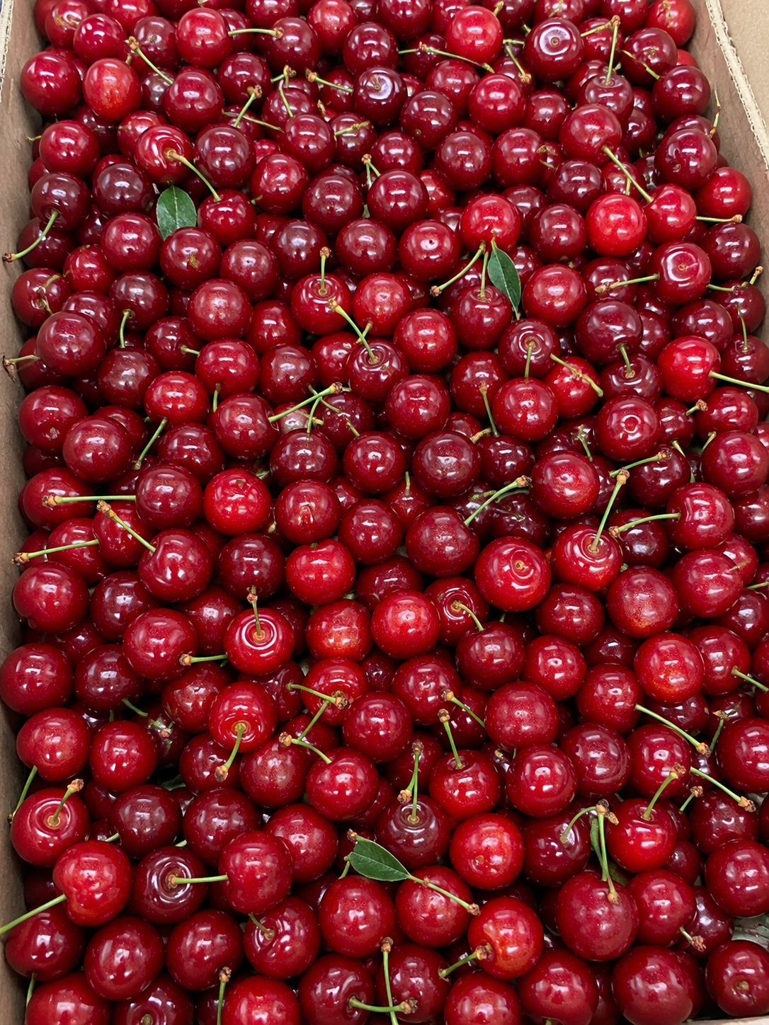 Fresh Sweet Red Cherries (12.99/lb)