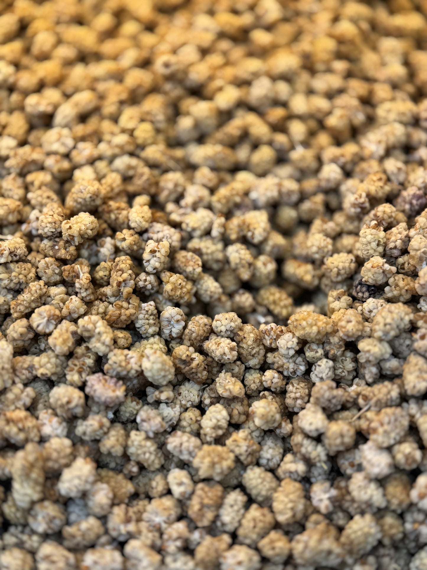 Dried White Mulberries Toot (15.99/lb)