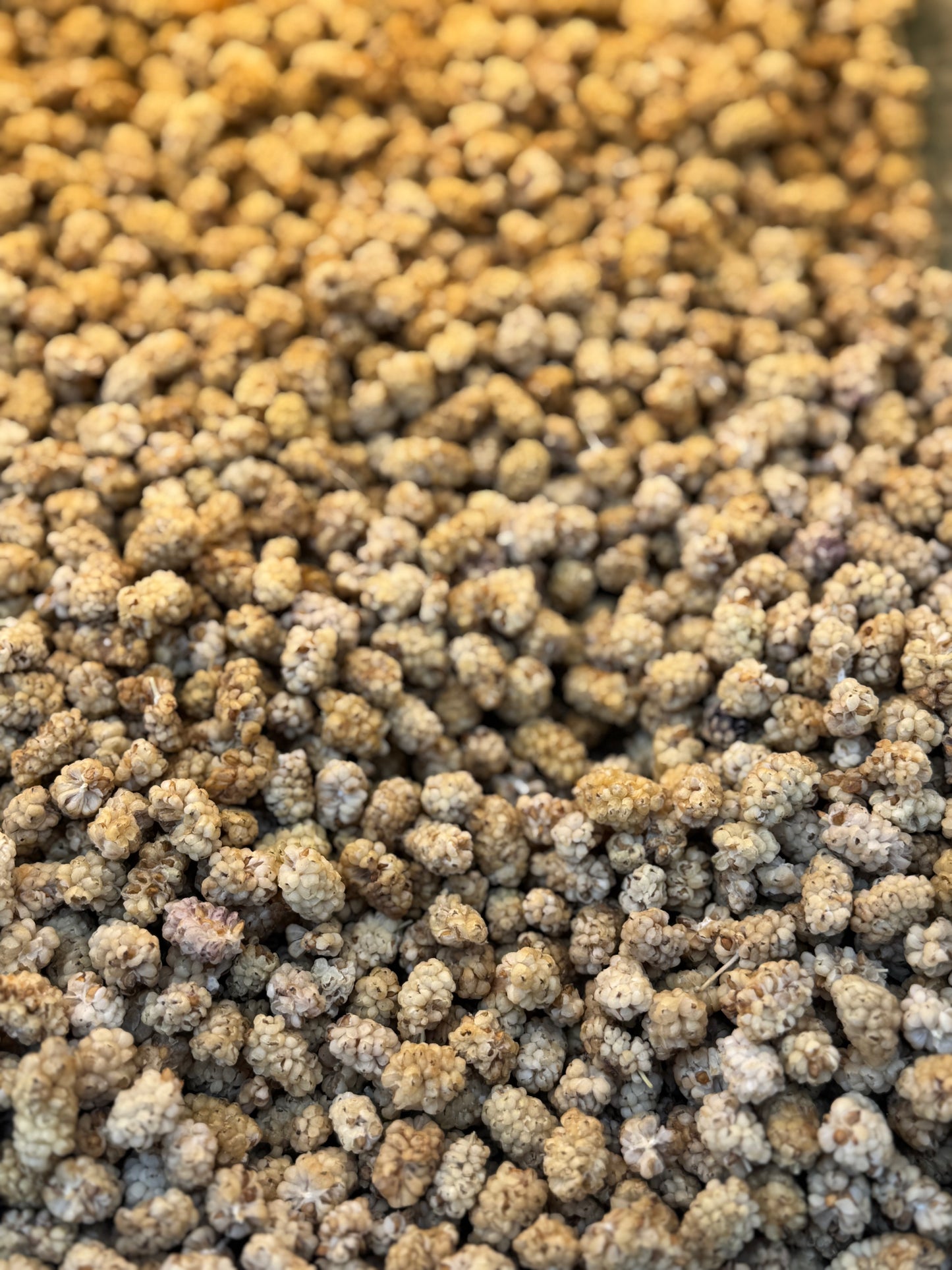 Dried White Mulberries Toot (15.99/lb)