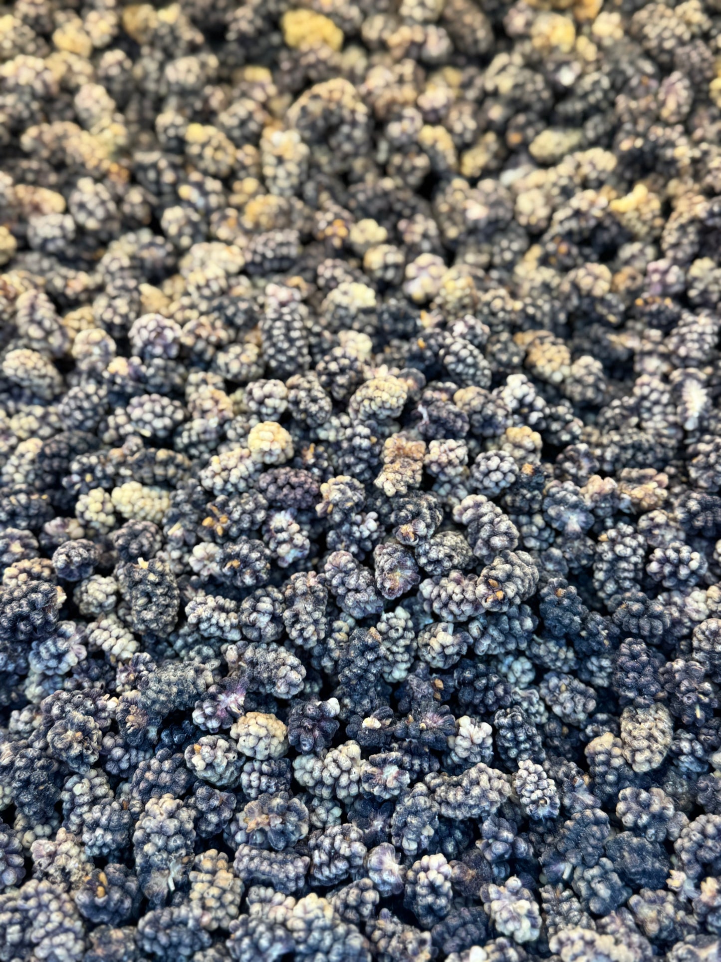 Dried Black Mulberries (15.99/lb)