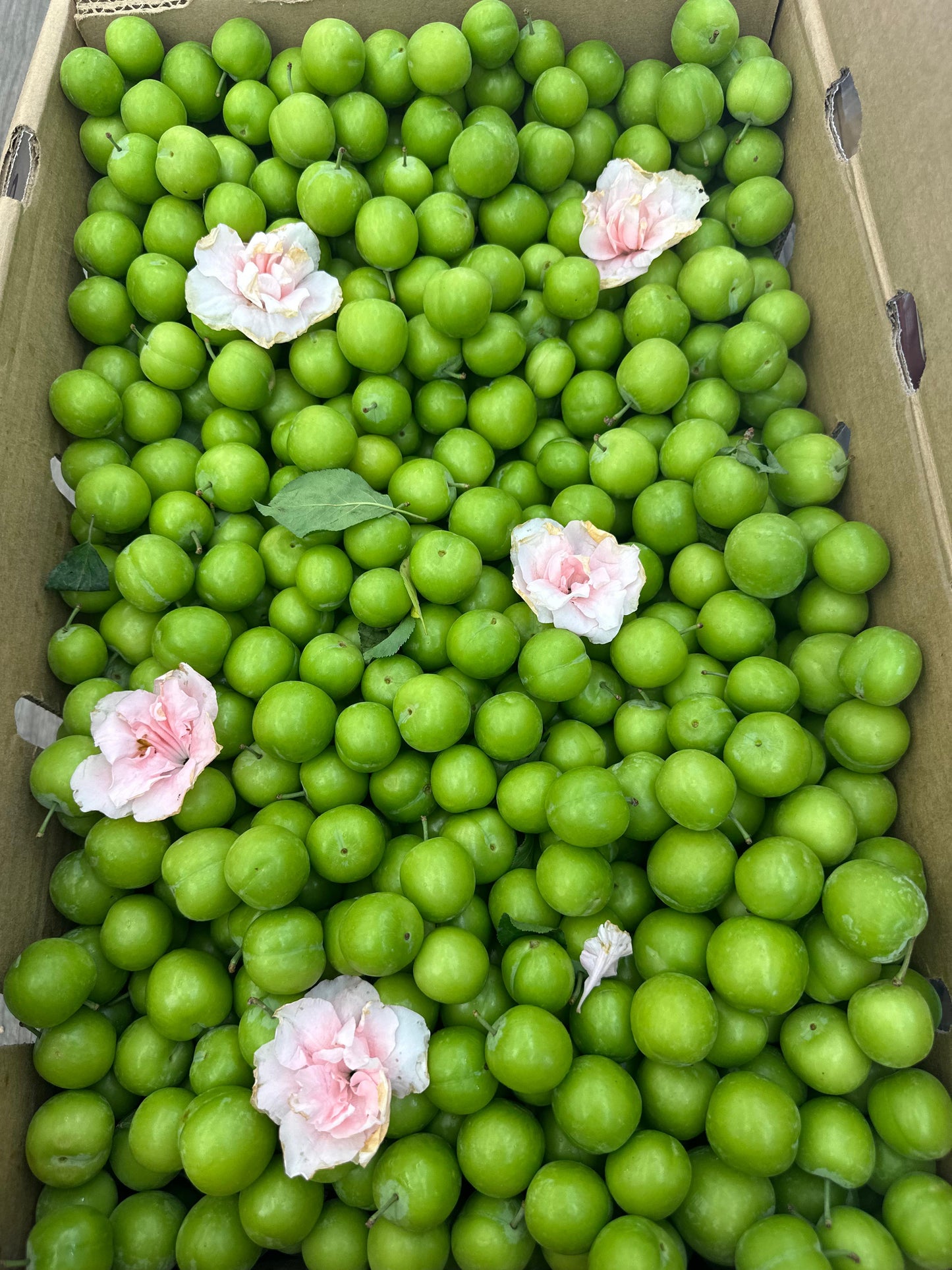 Fresh Sour Green Plums (Alocha Sabz -غوره ترش) 13.99/lb