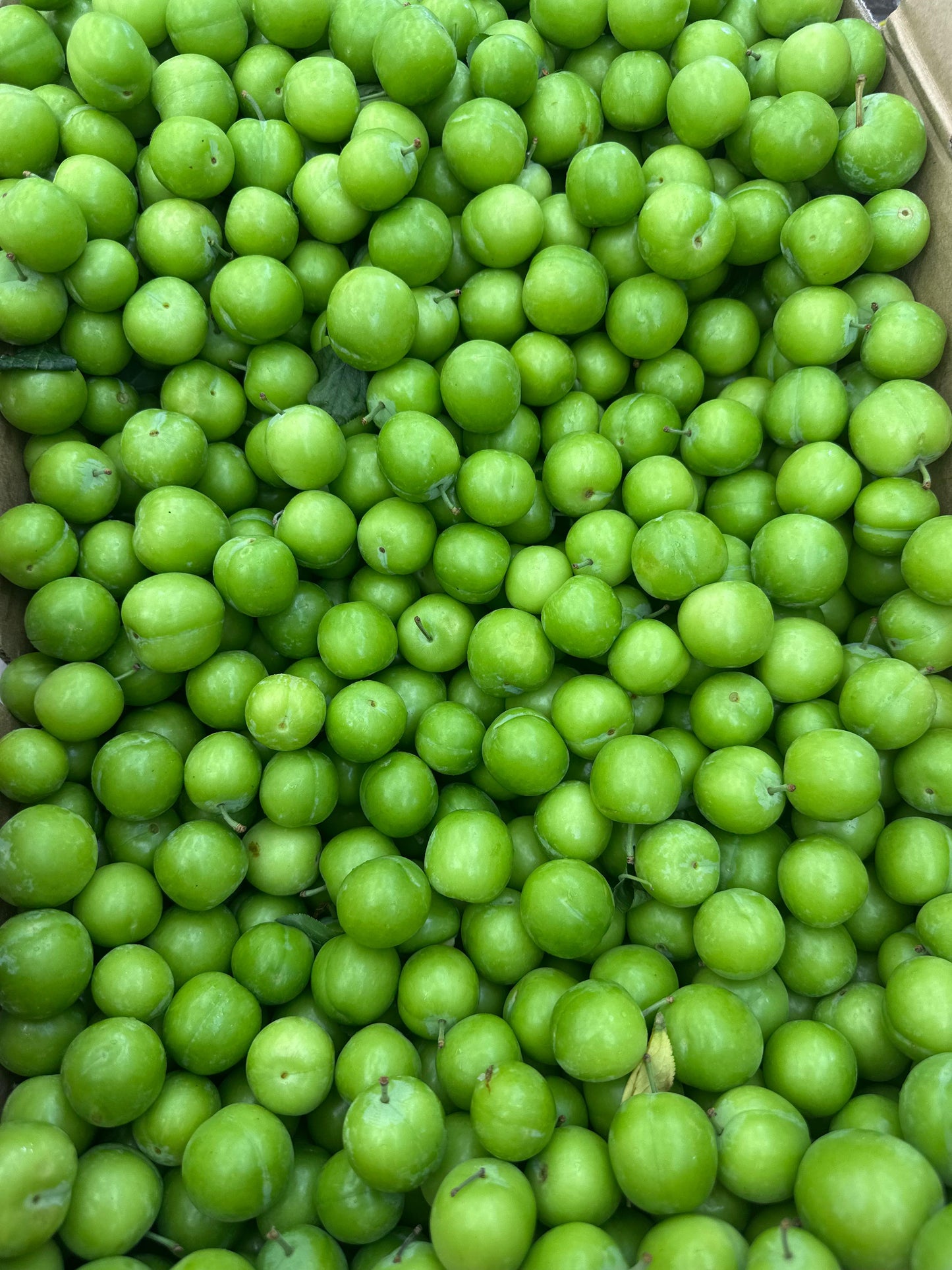 Fresh Sour Green Plums (Alocha Sabz -غوره ترش) 13.99/lb
